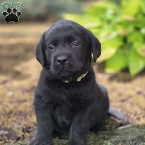 Raven, Black Labrador Retriever Puppy