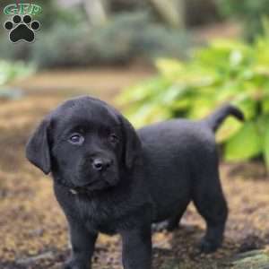Raven, Black Labrador Retriever Puppy