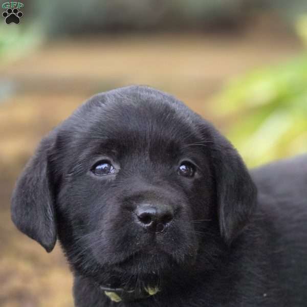 Raven, Black Labrador Retriever Puppy