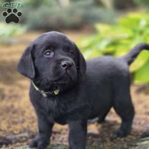 Raven, Black Labrador Retriever Puppy