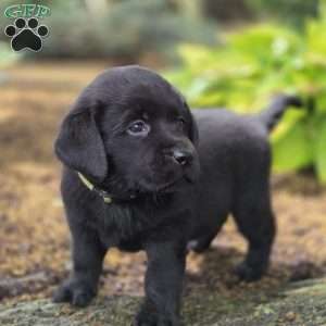 Raven, Black Labrador Retriever Puppy
