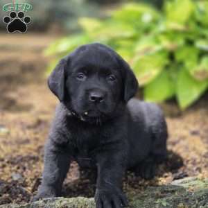 Raven, Black Labrador Retriever Puppy