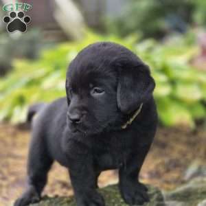 Raven, Black Labrador Retriever Puppy