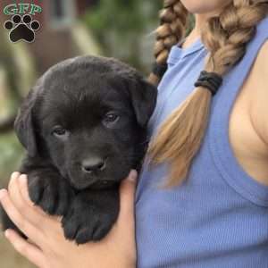 Rayne, Black Labrador Retriever Puppy