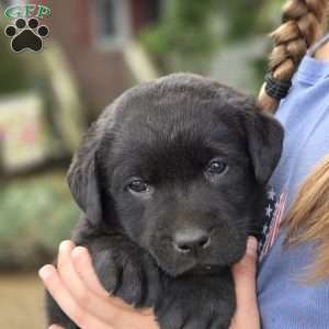 Rayne, Black Labrador Retriever Puppy