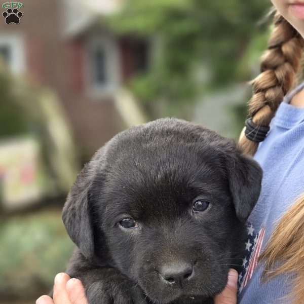 Rayne, Black Labrador Retriever Puppy