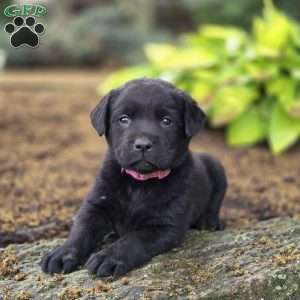 Rayne, Black Labrador Retriever Puppy