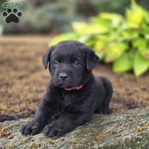 Rayne, Black Labrador Retriever Puppy