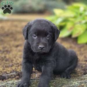 Rayne, Black Labrador Retriever Puppy