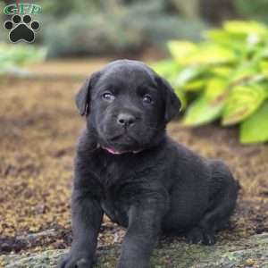 Rayne, Black Labrador Retriever Puppy