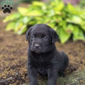 Rayne, Black Labrador Retriever Puppy