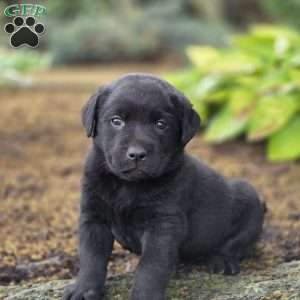 Rayne, Black Labrador Retriever Puppy