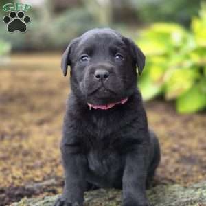 Rayne, Black Labrador Retriever Puppy