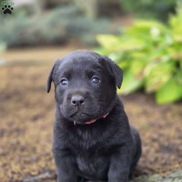 Rayne, Black Labrador Retriever Puppy