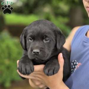 Ruby, Black Labrador Retriever Puppy