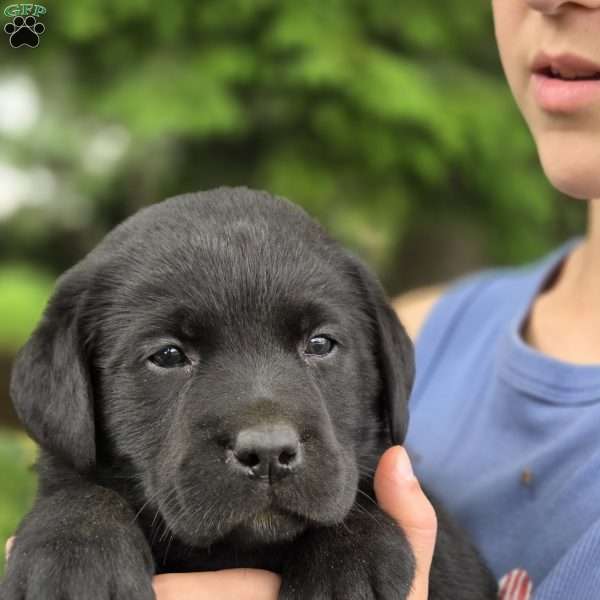 Ruby, Black Labrador Retriever Puppy
