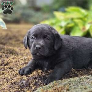 Ruby, Black Labrador Retriever Puppy