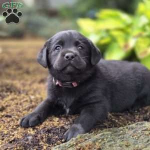 Ruby, Black Labrador Retriever Puppy