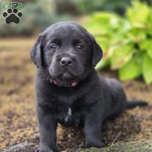 Ruby, Black Labrador Retriever Puppy