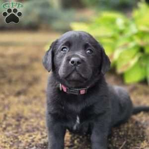 Ruby, Black Labrador Retriever Puppy