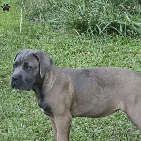 Bella, Cane Corso Puppy
