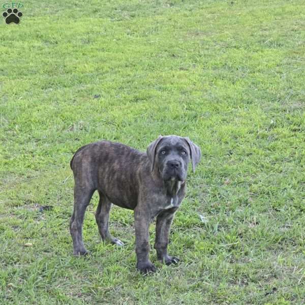 Lilly, Cane Corso Puppy