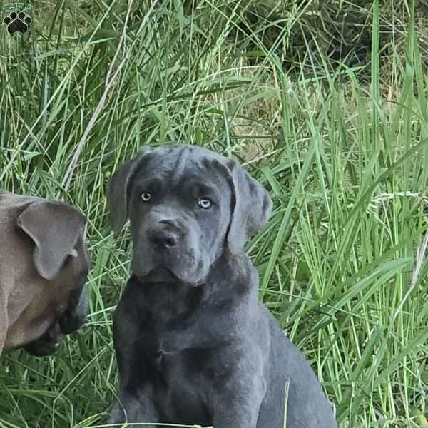 Moana, Cane Corso Puppy