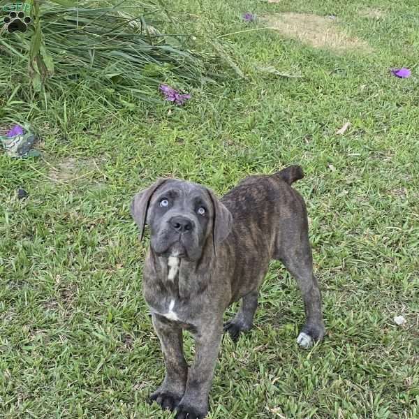 Daisy, Cane Corso Puppy