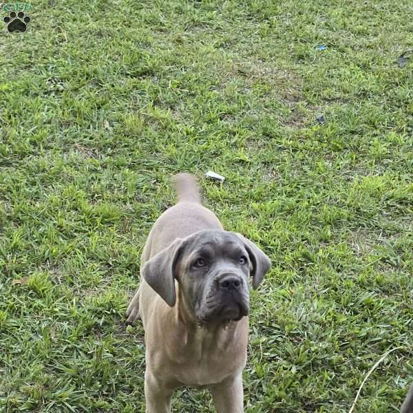 Kiara, Cane Corso Puppy