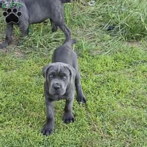 Tiana, Cane Corso Puppy