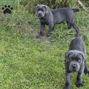 Bell, Cane Corso Puppy