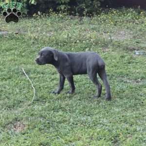 Aurora, Cane Corso Puppy