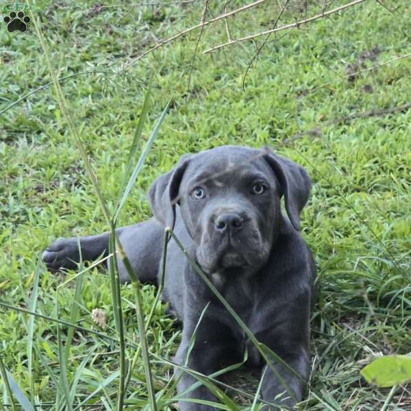 Aurora, Cane Corso Puppy