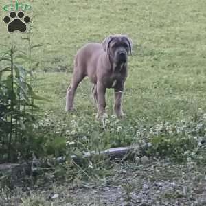 Anna, Cane Corso Puppy