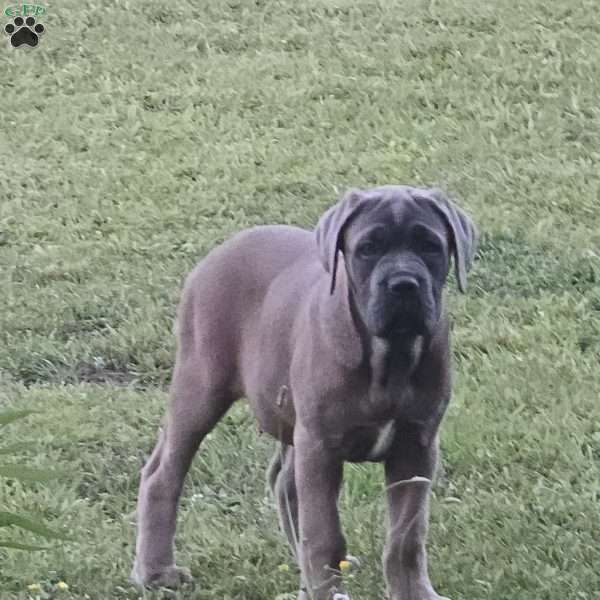 Anna, Cane Corso Puppy