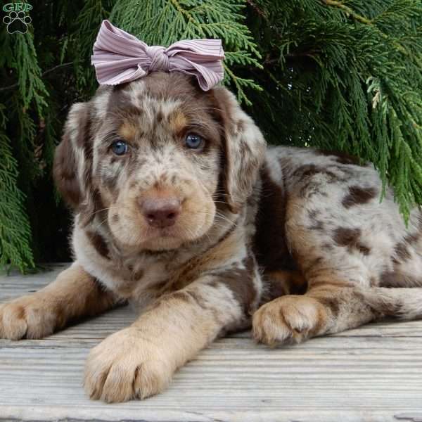 Bitsy, Labradoodle Puppy