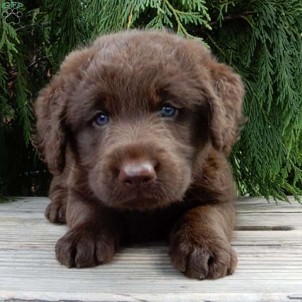 Bailey, Labradoodle Puppy
