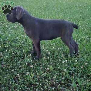 Moana, Cane Corso Puppy