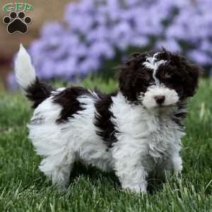 Mocha, Cavapoo Puppy