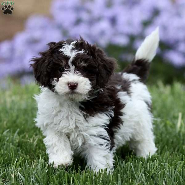 Mocha, Cavapoo Puppy
