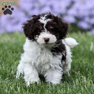 Mocha, Cavapoo Puppy