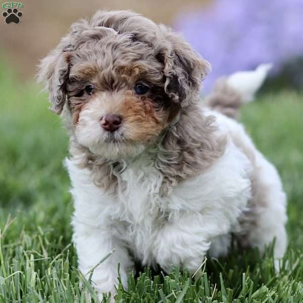 Breve, Cavapoo Puppy