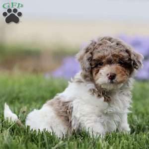 Breve, Cavapoo Puppy