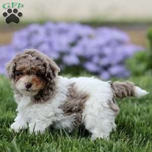 Breve, Cavapoo Puppy