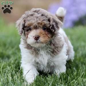 Breve, Cavapoo Puppy