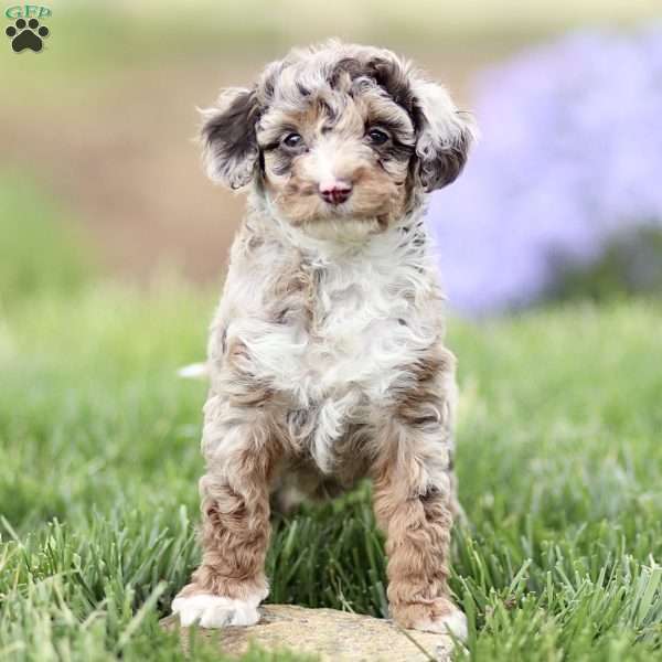 Latte, Cavapoo Puppy