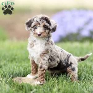 Latte, Cavapoo Puppy