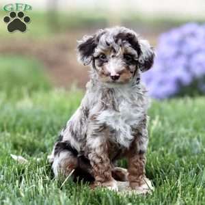 Latte, Cavapoo Puppy