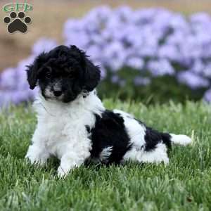 Oreo, Cavapoo Puppy