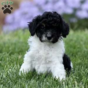 Oreo, Cavapoo Puppy